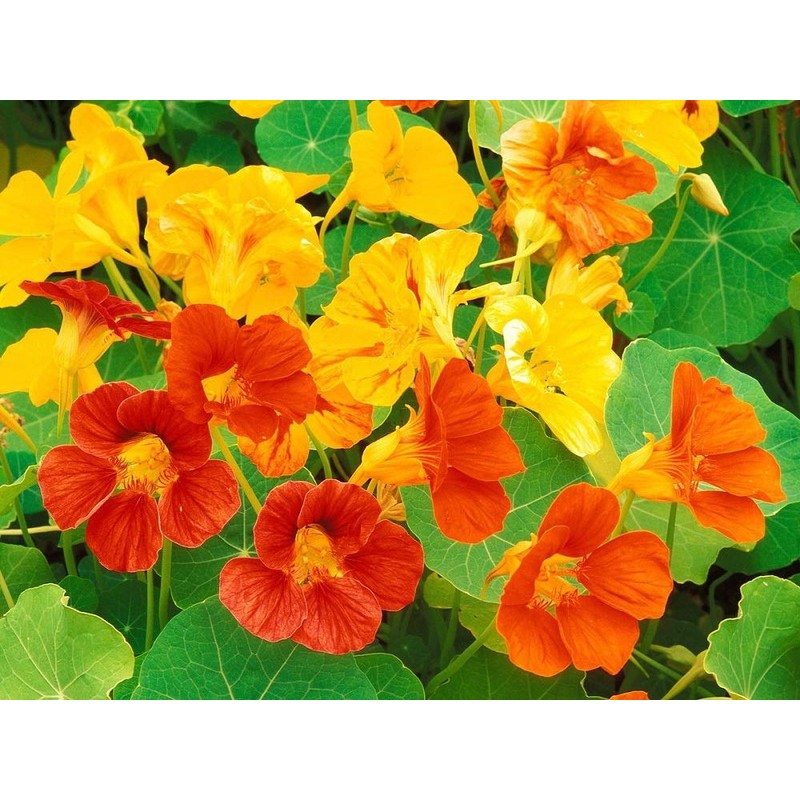 Dwarf Jewel Mix Nasturtium Flower, Pack of 500 Seeds by