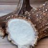The Antler Store One Top-Grade Craft Whitetail Deer Antler Shed