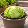 Crisphead Iceberg Lettuce Seeds – Compact Round Heads with Crisp