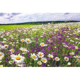 4SEASONS10 - Country Summer Daisies Landscape LIKE CITY LIGHTS - - A FOUR SEASONS Fantastic Postcard from HibiscusExpress