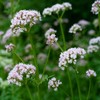 Outsidepride Perennial Valerian AKA Jacob's Ladder, PHU, All-heal, & Garden