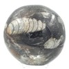 Steinfixx - Fantastic Orthoceras Ball - Beautiful Fossils in Granite