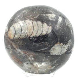 Steinfixx - Fantastic Orthoceras Ball - Beautiful Fossils in Granite (5 cm)