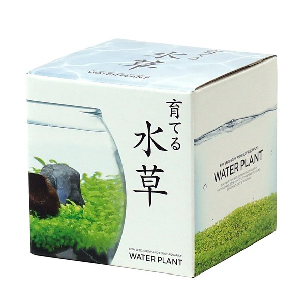 Seishin Ceramics GD-812 Growing Aquatic Plants, S, Approx. 4.9 x