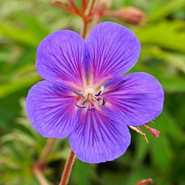 Kaya Cranesbill (Hardy Geranium) Flower Root - Attracts Butterflies and Hummingbirds - Deer Resistant - Good as Cut Flowers - Perennializing - Easy to Grow Live Plants - Outdoor Garden