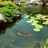 Rehomy Pond Floating Alligator Head Decoy Pool Accessories Detailed Artificial