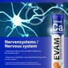 EVÄM Calcium Magnesium D3 Effervescent Tablets, Mandarin Flavour, 3 x