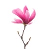Saucer Magnolia 2-5-Inch Potted Plant 2 Potted Plants