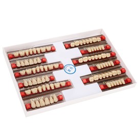 Dientes postizos de resina sintética | Resina acrílica de alta calidad para dentistas | Modelos de prótesis completas e individuales | Resistentes a los rayos UV y fáciles de limpiar | 12 tiras por paquete