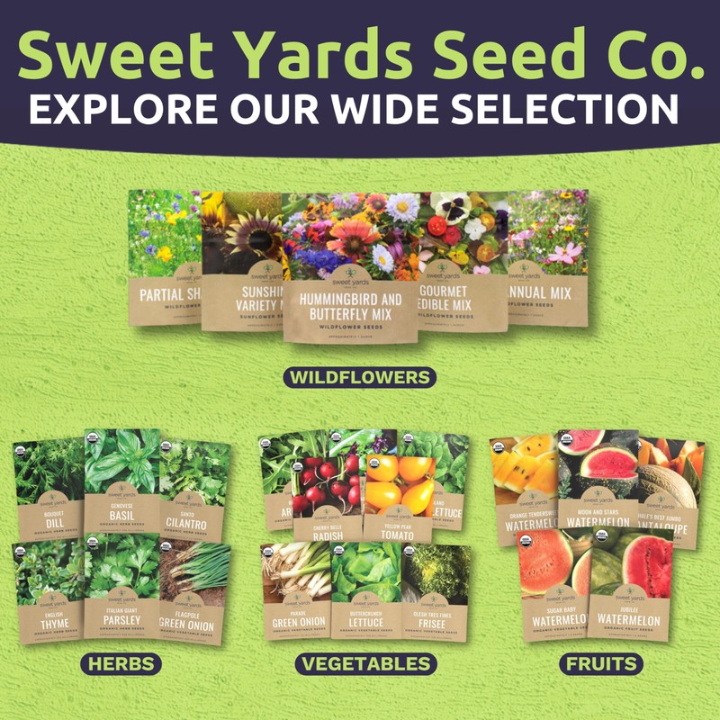 Catnip Seeds – Two Seed Packets! – Over 800 Open