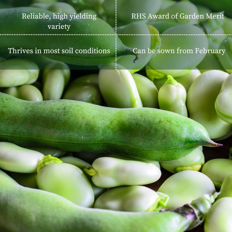 PREMIER SEEDS DIRECT - Broad Bean - Masterpiece Green -