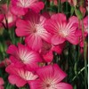 100 Agrostemma Seeds Ocean Pearls Rose Corncockle Agrostemma Githago Pink