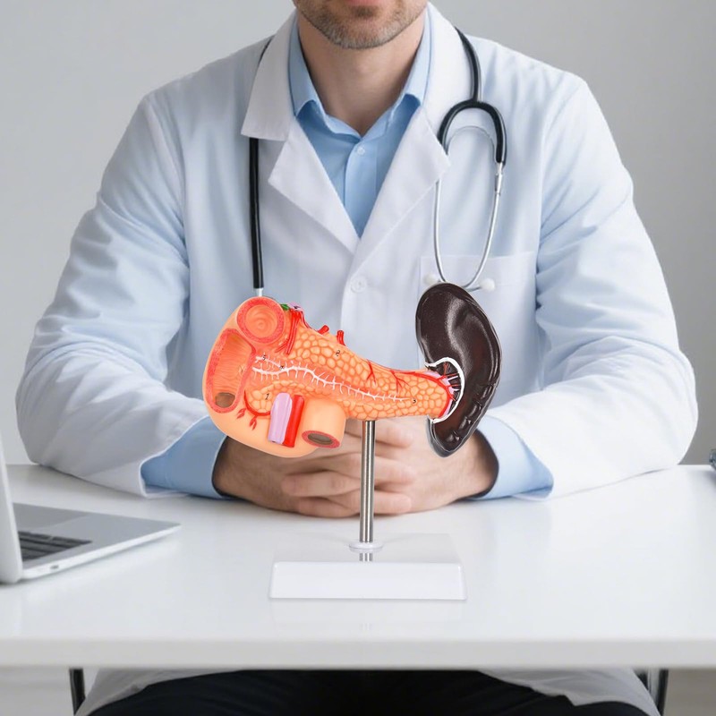 Simedutech Pancreas Spleen Anatomy Model, Normal