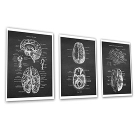 Neuroscience Art set of 3 unframed Prints of Human Brain Anatomy