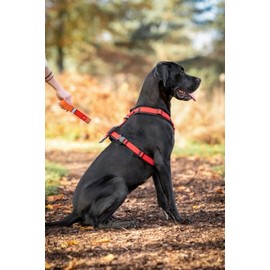 Wowwow Innovative Dog Harness with Integrated Lead, Adjustable Size, up to 150 kg Tensile Force, Neoprene Padded, 60 cm Lead, For Safe and Comfortable Walking