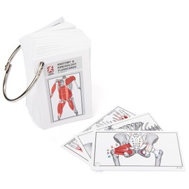 Anatomy & Kinesiology Flashcards