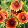 Outsidepride Gaillardia Aristata - 1000 Seeds