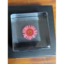 Red Chrysanthemum Flower , Preserved In Resin, Plant Taxidermy