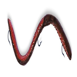 Ike-Con The Big 8ight Weedless Worm Fishing Lure, 8-Inch, Red Shad