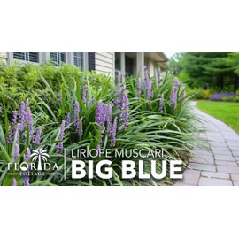 Liriope Big Blue | 50 Live Plants | Liriope muscari | Lavender Blue Flowers | Evergreen Ground Cover for Shade | Landscape Borders for Walkways and Beds
