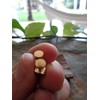 Gold dot stud stainless steel round, golden earrings, anti-allergic