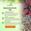 Outsidepride Splash Select Mixed Hypoestes Seed for Planting - 100