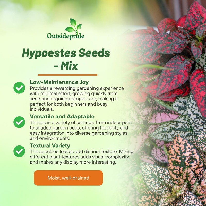 Outsidepride Splash Select Mixed Hypoestes Seed for Planting - 100