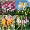 210+ Mix Honeysuckle Seeds for Planting in Home Garden- Non-GMO