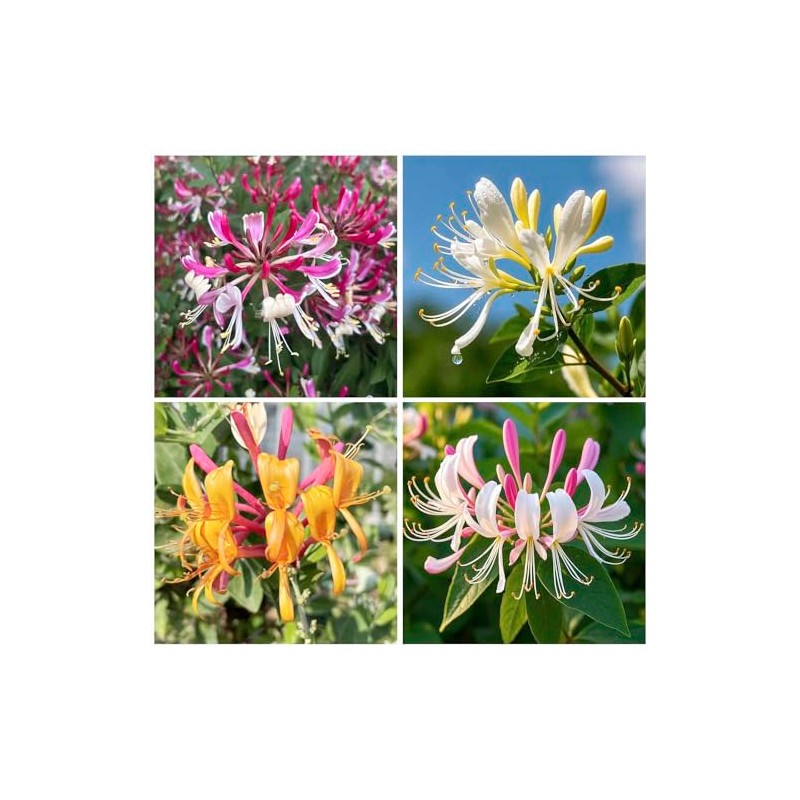 210+ Mix Honeysuckle Seeds for Planting in Home Garden- Non-GMO