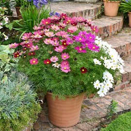 Eden Brothers Cosmos Seeds (Dwarf Early) - Sensation Mix Non-GMO Seeds for Planting, 1 Ounce | Low-Maintenance Flower Seeds, Plant During Spring Season, Zones 10, 2, 3, 4, 5, 6, 7, 8, 9