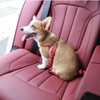 JVHLOV 33.07 inches, Pack of 2 Dog Seat Belts, Dog