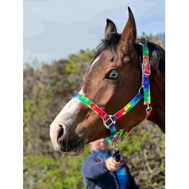 Equipride Rainbow Coloured Headcollar With Matching Lead Rope Chrome Fitting Size Full to Mini Shetland (Shetland)