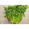 800 Chinese Celery/ hạt rau cần tàu ( cần ta)