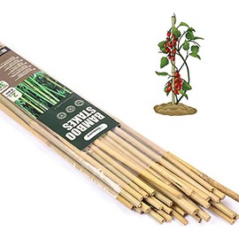 Cambaverd Bamboo Sticks for Plants 2 Feet Bamboo Stakes for Indoor Gardening Plant Stakes Supports Potted Plants Mini Trees Garden Stakes - Pack of 30 Bamboo Poles