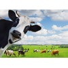 Edition Colibri Funny Cows 2 Postcards (10529)