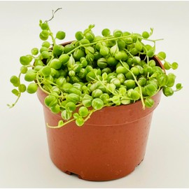 Variegated String of Pearls Succulents Live Plant in 4" inch Pot with Soil Fully Rooted. Rare, Easy to Care, Great for Home Office Wedding Decorations DIY Projects Party Favor by The Waterspout