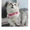 The cat collar can be adjusted to the soft material