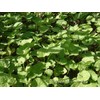 Ishigakijima Tsubokusa Tea (Refreshing blend of rosemary, mint, lemongrass), 1.1