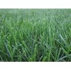 TURF TYPE TALL FESCUE 10 LB