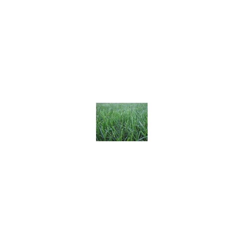 TURF TYPE TALL FESCUE 10 LB
