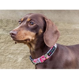Ditsy Pet. Rose Floral Dog Collar Small