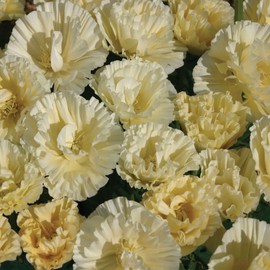 Outsidepride 100 Seeds Annual Eschscholzia California Poppy Cream Swirl Garden Flower Seeds