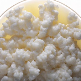 Milk Kefir Grains, Turkish Strain, Bulgaros, Pajaritos, Live Probiotic Starter. Kantu Live Starter Milk Kefir Grains: Cultivate Your Wellness with Probiotic Perfection at Home