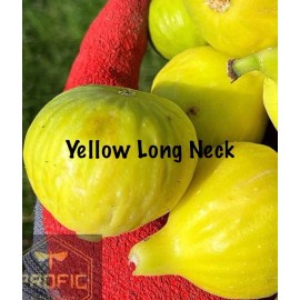 Profig Fig Trees “Yellow Long Neck" 4 Pack!
