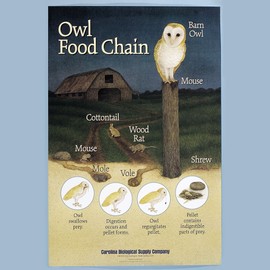 Owl Food Chain Poster, Full-Color, Portrays The Owl's Food Chain