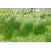 Perennial Farm Marketplace Juncus effusus (Common Soft Rush) Ornamental Grass,