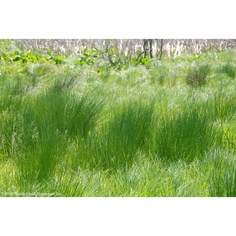 Perennial Farm Marketplace Juncus effusus (Common Soft Rush) Ornamental Grass,
