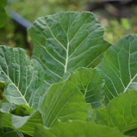 Georgia Southern Collards Seeds - 1 Lb ~128,000 Seeds - Heirloom Microgreens & Collard Greens Vegetable Garden Seeds by Mountain Valley Seeds