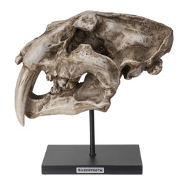 SUMMIT COLLECTION Polystone Resin Sabertooth Tiger Skull Replica Model On Stand with Name Plaque Home Decor Interior Design Sculpture 12.5 Inches Wide