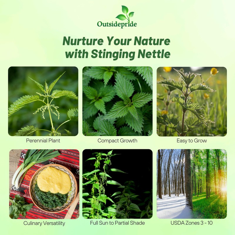 Outsidepride Stinging Nettle Seeds - 10000 Pcs Perennial and Low